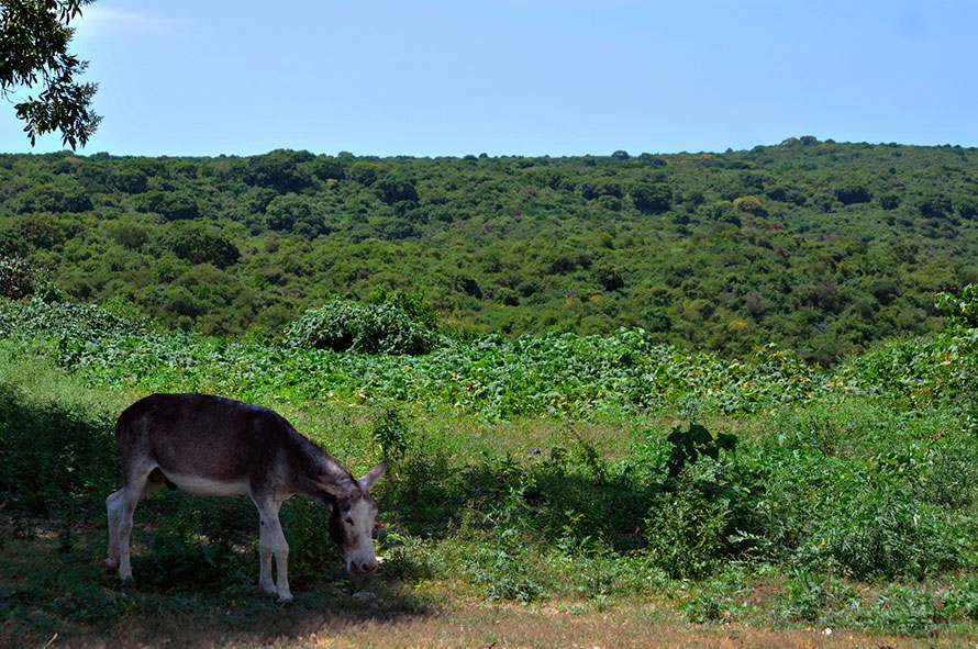 Bosque 1
