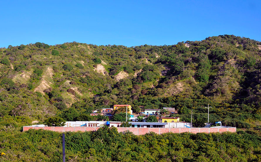 Bosque 6