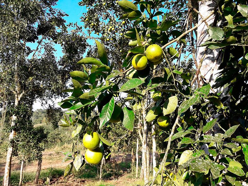agro